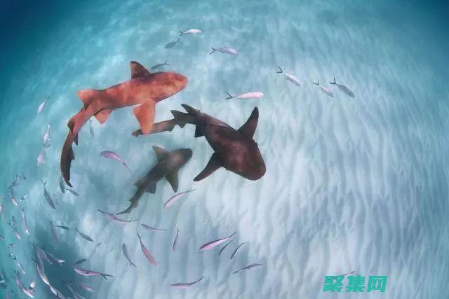 與死亡共舞：珠峰上令人毛骨悚然的親身經歷 (與死亡共舞從魚人地下城開始漫畫)