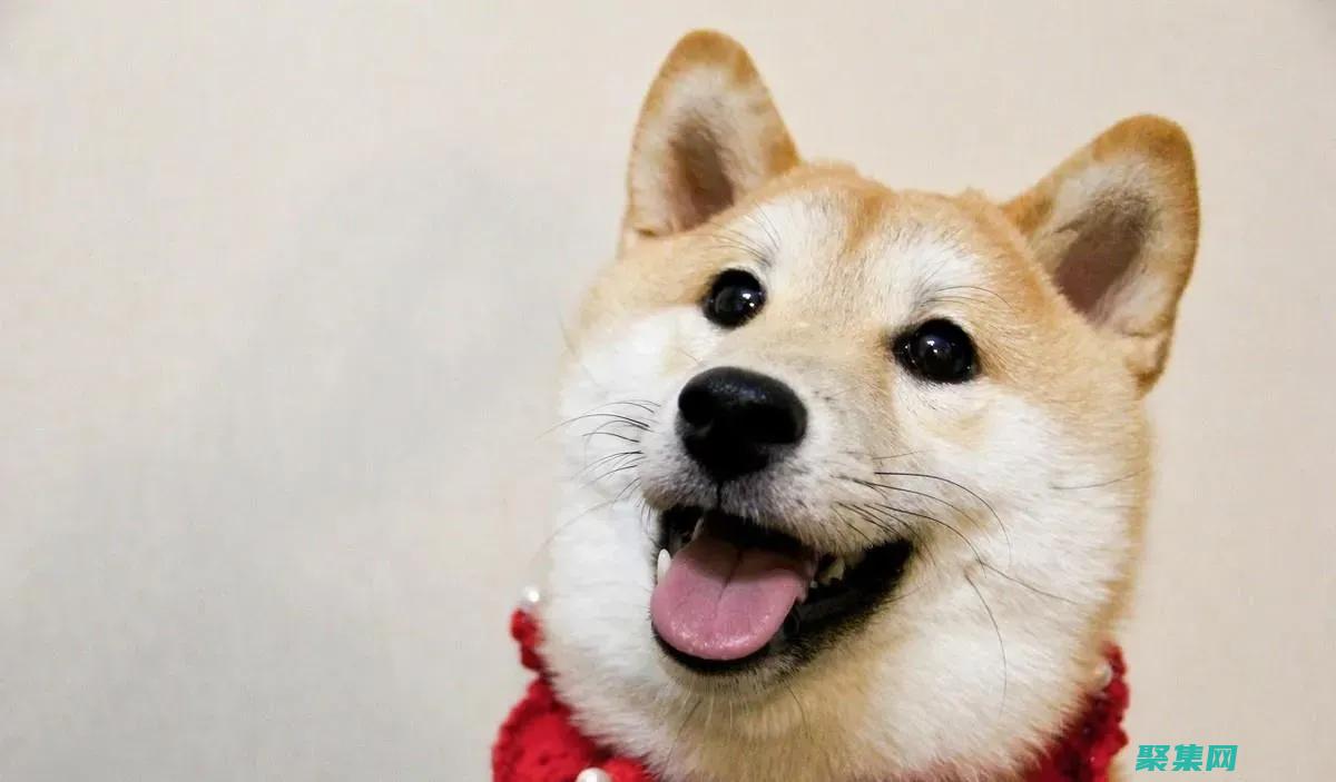 微笑的狗恐怖事件圖片