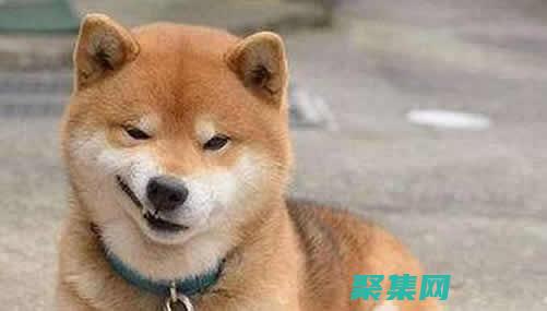 揭示微笑的狗叫什么