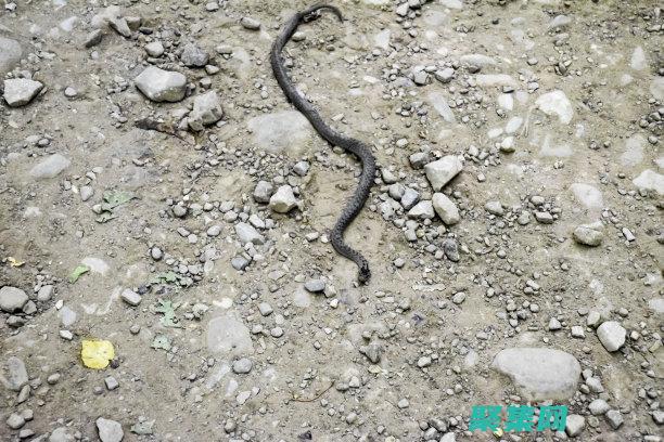 探索ASP源代碼的藝術：揭開Web交互背后的秘密 (asp引擎源碼)