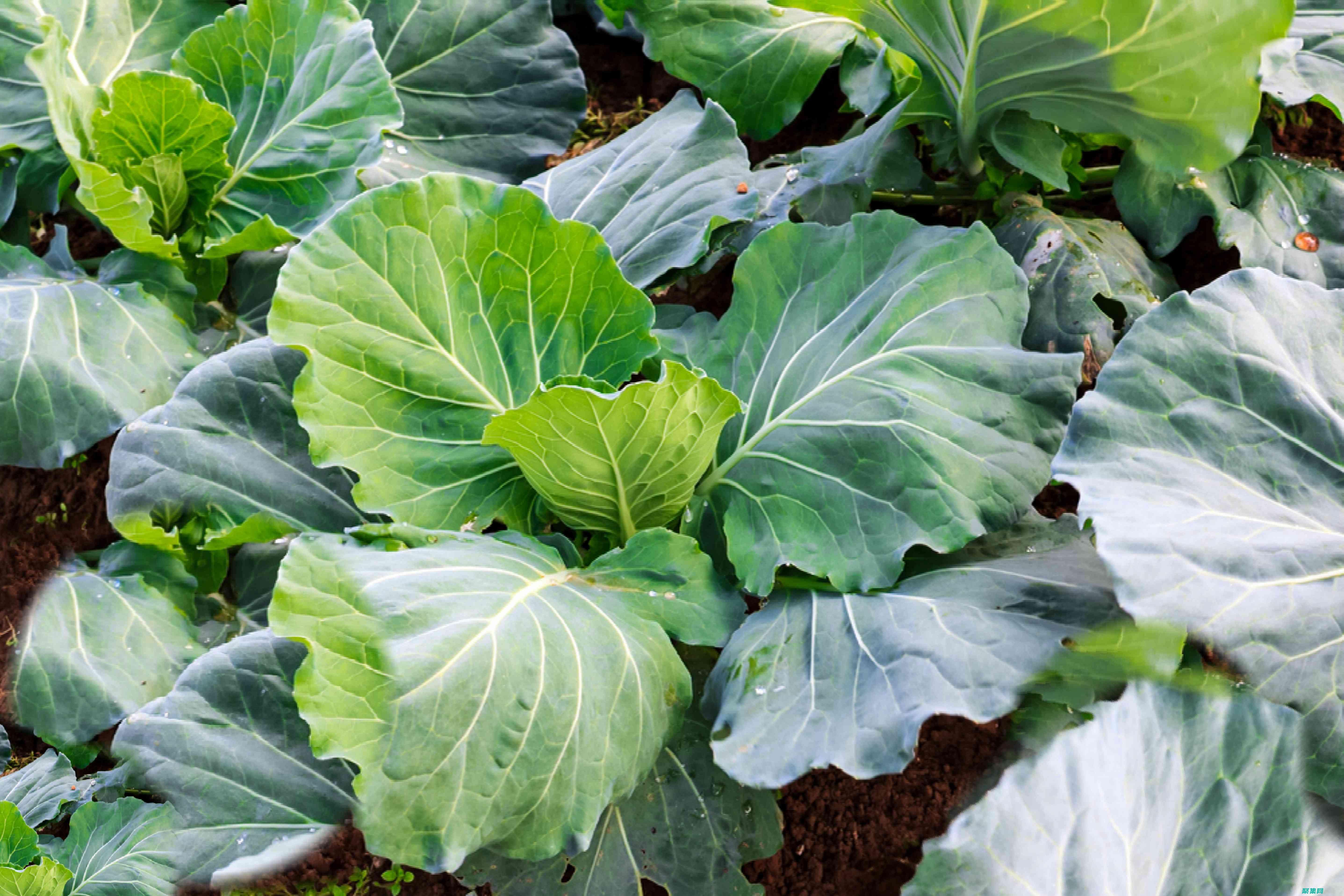 GreenSock(greens是什么意思)