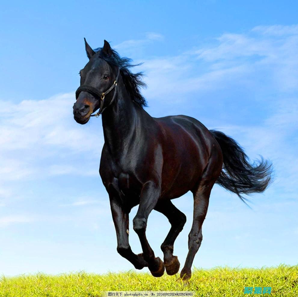 深入的黑馬Java教程：從基礎到高級概念的詳盡探索 (進入黑馬)