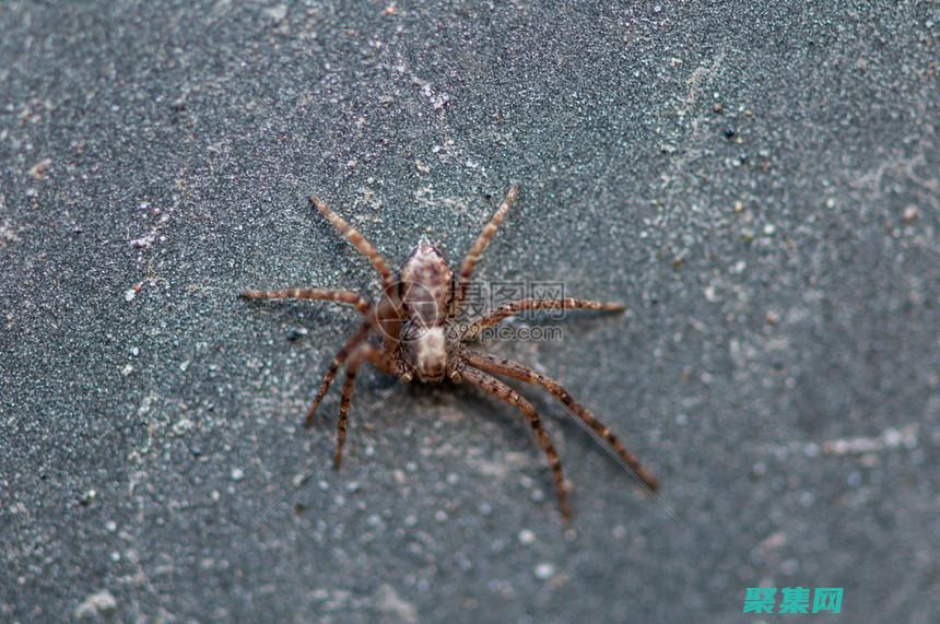 蜘蛛的未來發展