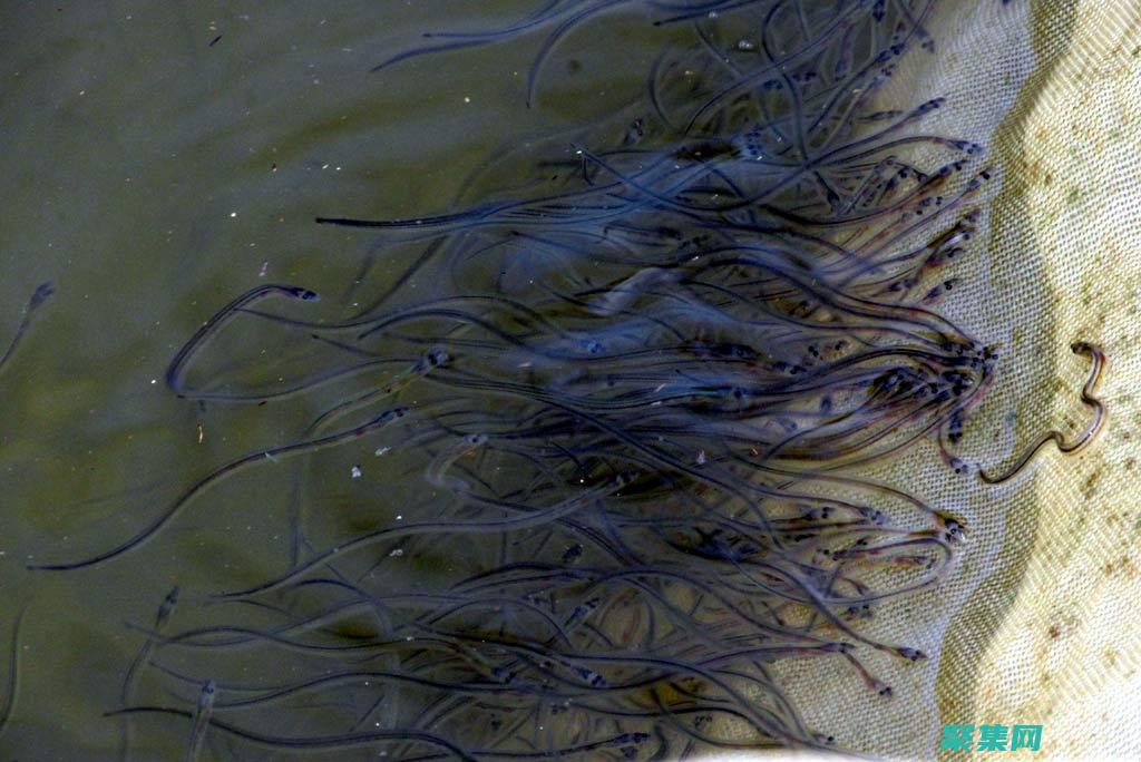 設計和健壯且可擴展的應用