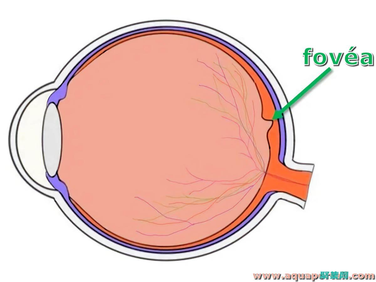 ForEach循環在中的語法