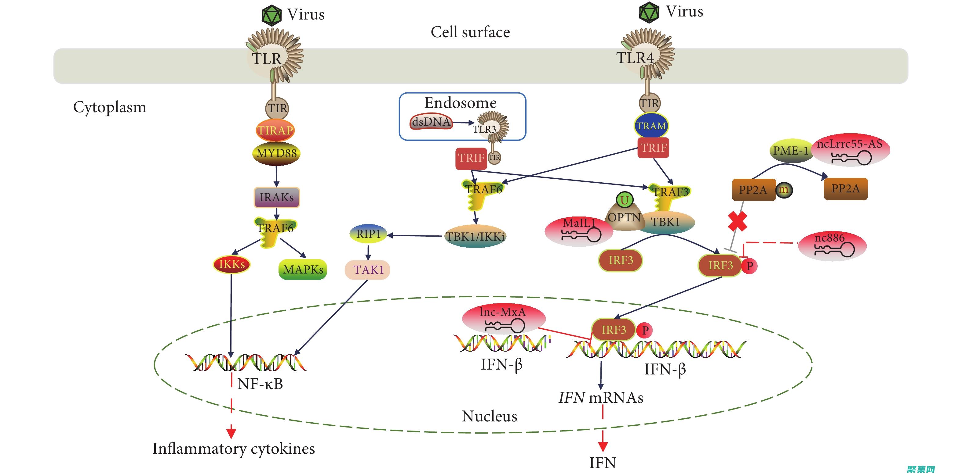 實現透明的完整指南