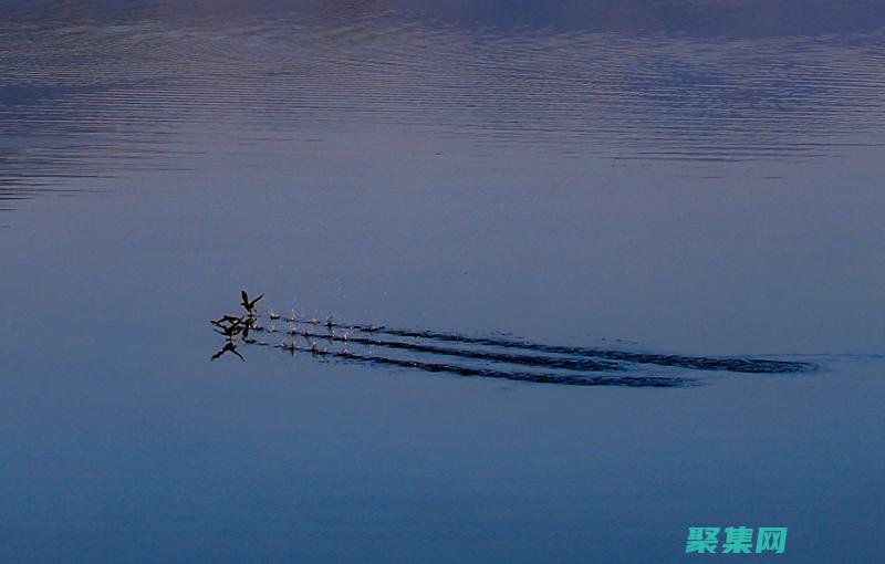 揭秘水中精靈：烏龜的非凡世界 (揭秘水中精靈的秘密)