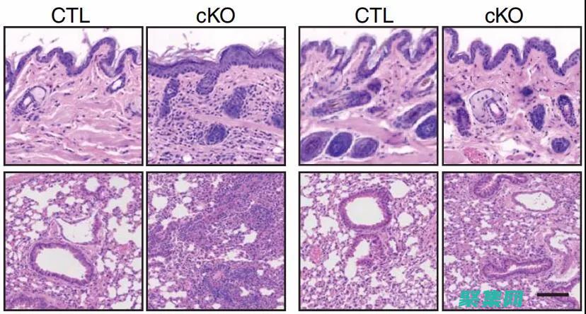 可增強機體免疫力