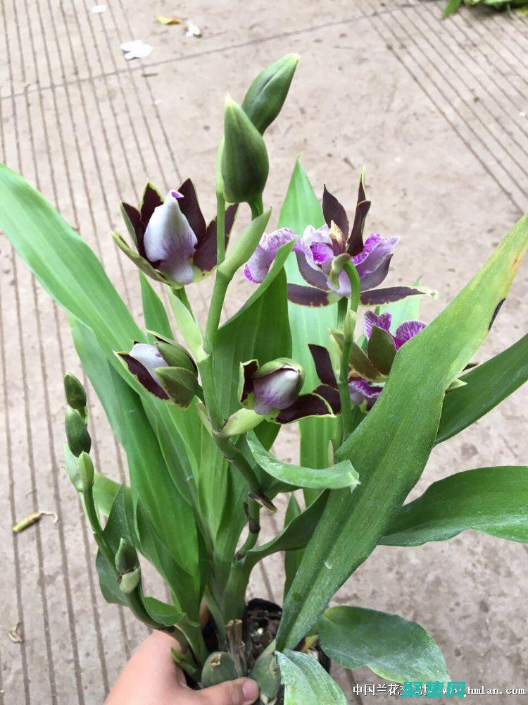 Xalan-Java：Xalan-Java 是 Apache Xalan 項目開發的一個開源 XSLT 處理器，也是性能優異的選擇。(xalan-2.6.0.jar)