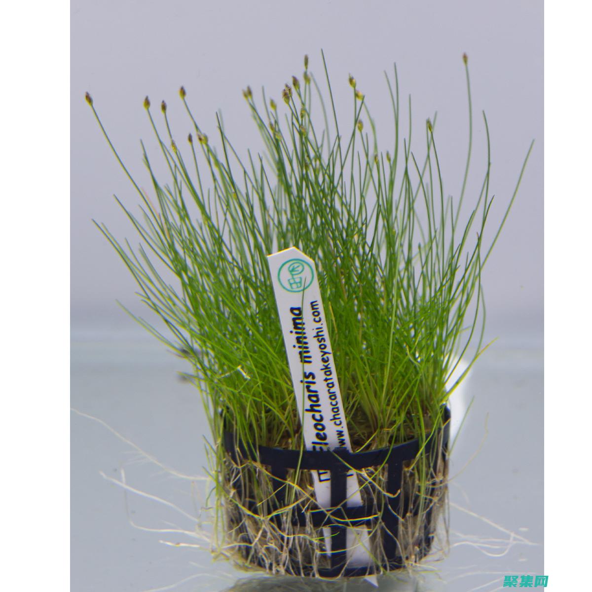 Minimap 秘籍：揭示游戲內地圖的隱藏力量 (minimalism)