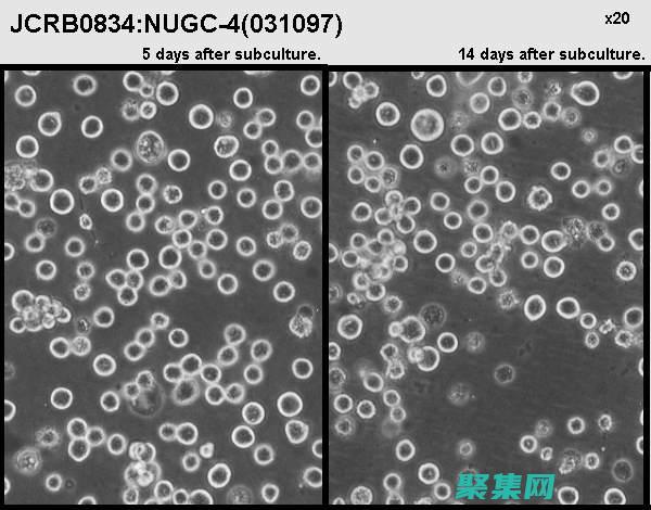 使用 NuGet 在 Visual Studio 中輕松安裝 FastReport (使用Numpy數組對象,創建兩個33的矩陣,并計算矩陣乘積)