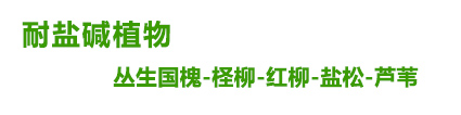 馳騰鹽松檉柳基地、山東紅柳基地、圣柳基地、怪柳基地、檉柳苗、營養杯鹽松