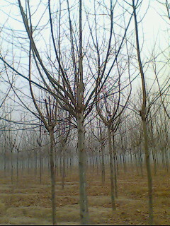 山東法桐|山東法桐遠景園林基地·首頁