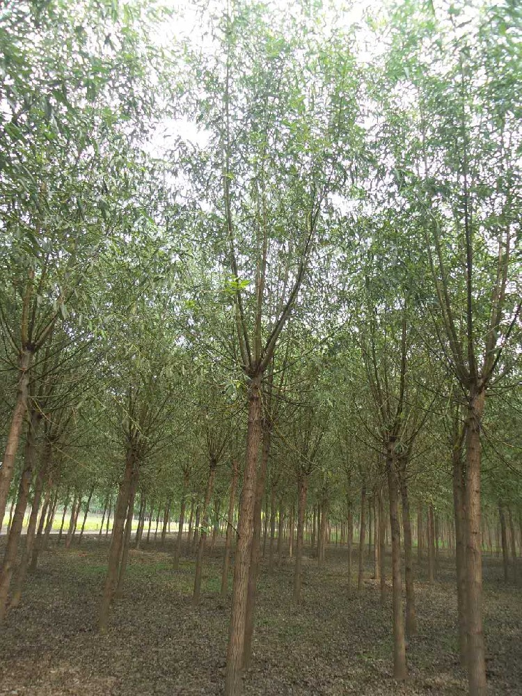 饅頭柳 金葉榆 旱柳 垂柳價格 苗木 苗木基地
