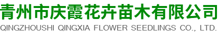 青州市慶霞花卉苗木有限公司-花海景觀和時令草花及宿根花卉企業