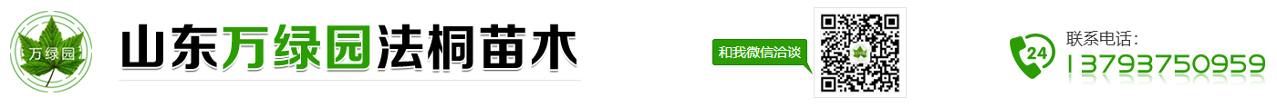 山東法桐苗_山東法桐小苗_山東法桐價格-山東萬綠園法桐苗木