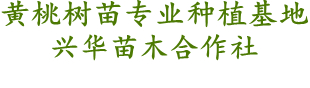 黃桃樹苗專業種植基地