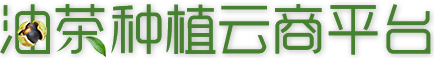 油茶種植云商平臺_重慶油茶種植門戶網站_重慶油茶種植_重慶油茶銷售_重慶油茶批發_重慶油茶訂購_酉陽油茶種植技術