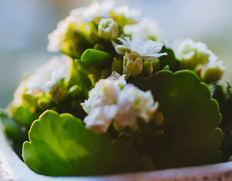 張家港市星幫尼環?？萍加邢薰?環境影響評估