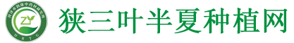 菏澤半夏_半夏種子_半夏種苗_半夏基地_菏澤市狹三葉半夏研究所