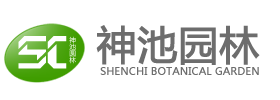 銀縷梅價格_小葉銀縷梅苗木批發_宜興市神池園林綠化工程有限公司