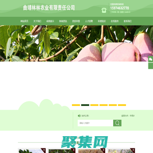 八月瓜種植_八月瓜苗木培育_八月瓜種苗_八月瓜種植技術_曲靖林林農業有限責任公司