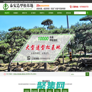 造型松|泰山迎客松|造型油松-泰安小蘋果園林