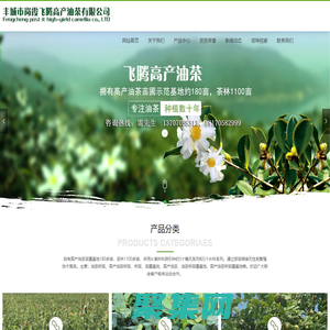 油茶樹苗-高產油茶樹苗-樹苗-苗圃基地-高產油茶-豐城市崗霞飛騰高產油茶有限公司