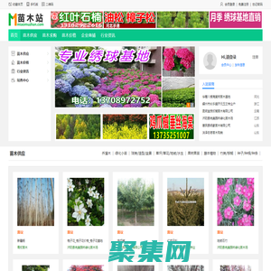 苗木站_苗木求購信息|苗木供應信息|綠化苗木價格_第一苗木站_專業苗木網站