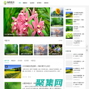 常見綠植花卉如何種植,植物百科,花卉寓意_迪奧克綠植花卉