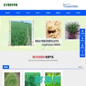 曹縣安才樓麥冬種植專業合作社