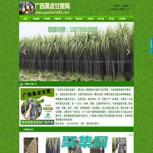 廣西黑皮甘蔗網