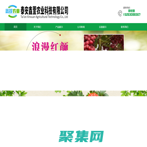 車厘子櫻桃苗 - 泰安鑫萱農業科技有限公司