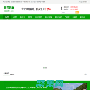 鵝苗,鵝苗批發,鵝苗價格,鵝苗技術,山東鄆城鑫隆鵝業鵝苗孵化場